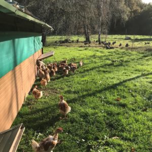 poulet plein air fermier