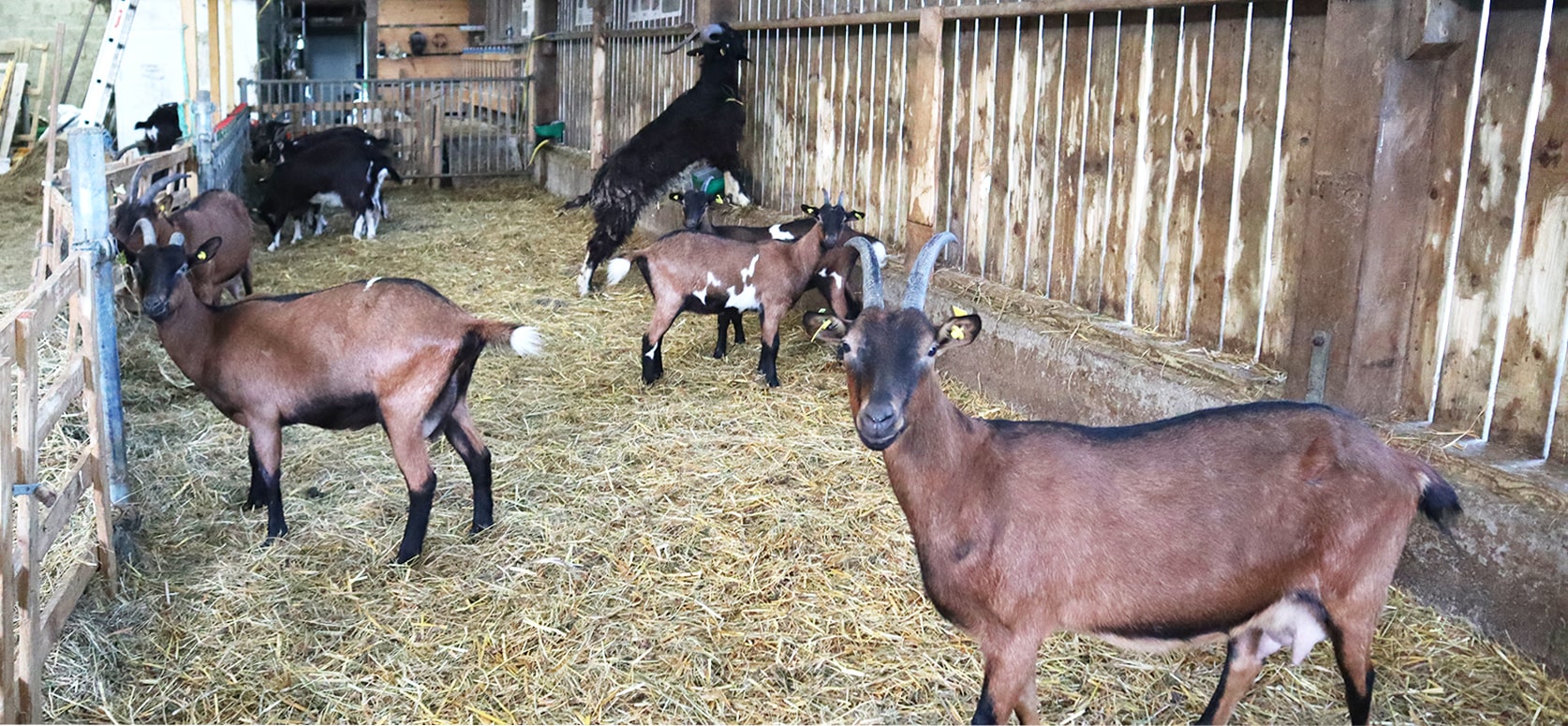 Le P'tit Fermier de Kervihan produits laitiers Locoal Mendon 56 élevage de chèvres